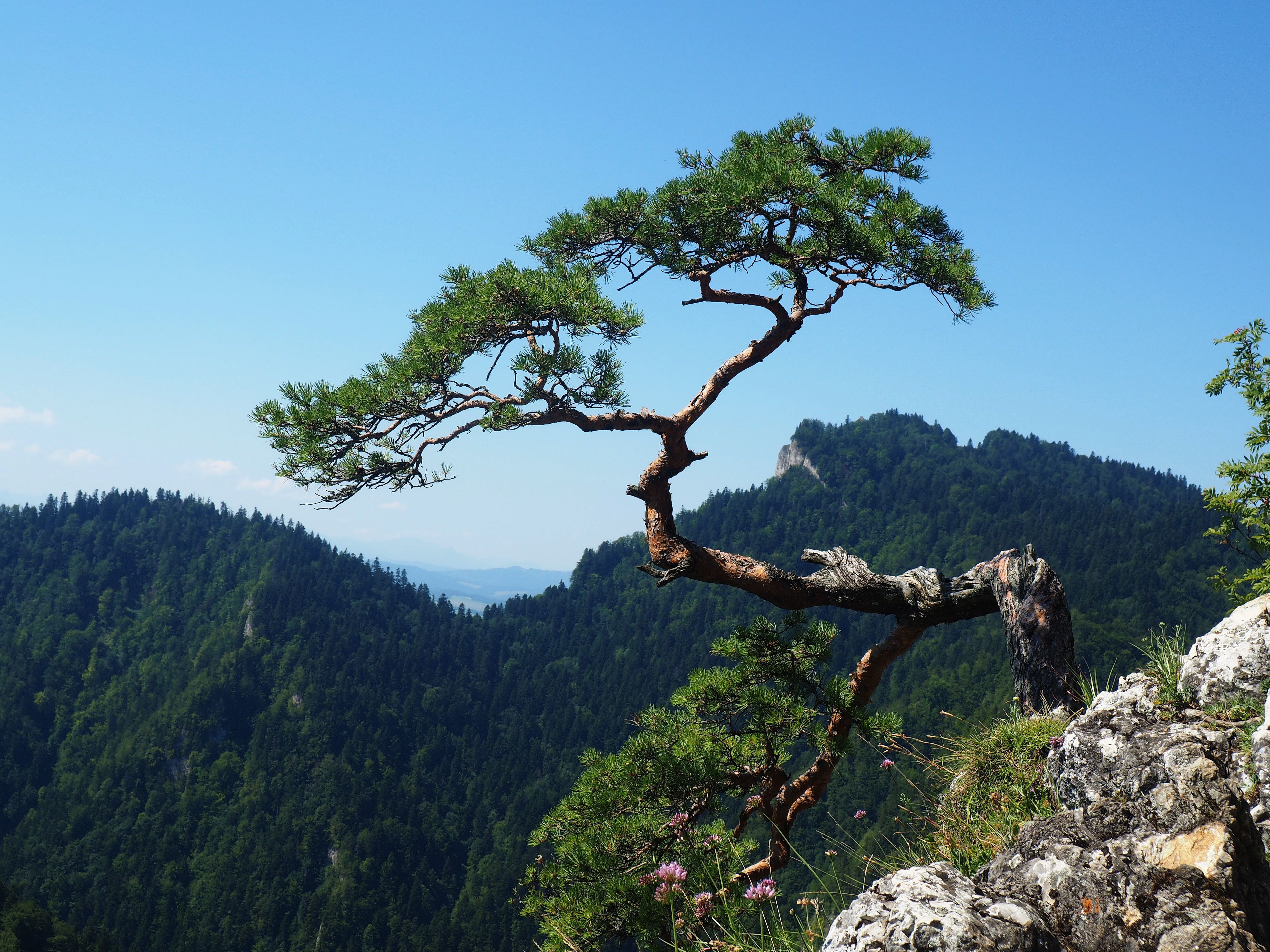 Pieniny — panorama